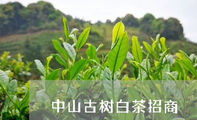 中山古树白茶招商/2023061441805