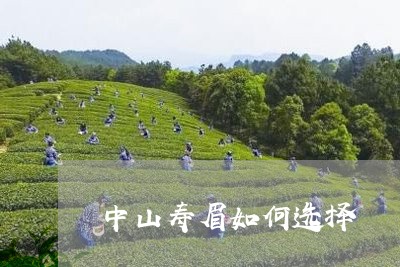 中山寿眉如何选择/2023061417251