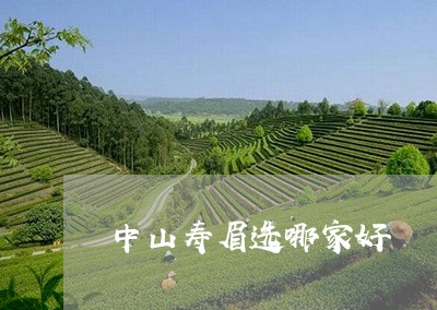 中山寿眉选哪家好/2023090854836