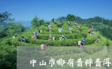 中山市哪有普粹普洱茶/2023061727361