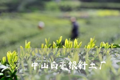 中山白毫银针工厂/2023090776937