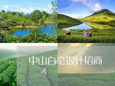 中山白毫银针招商/2023061485149