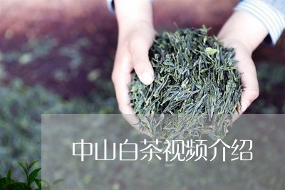 中山白茶视频介绍/2023061449626