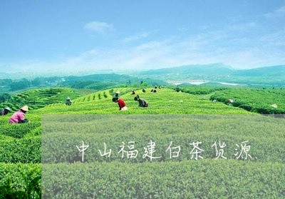 中山福建白茶货源/2023090547373