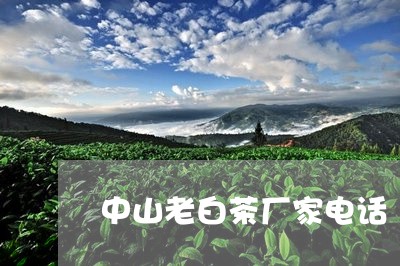 中山老白茶厂家电话/2023071439391