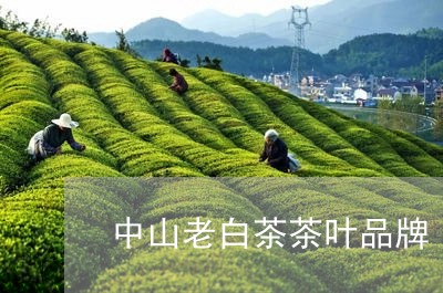 中山老白茶茶叶品牌/2023071481693