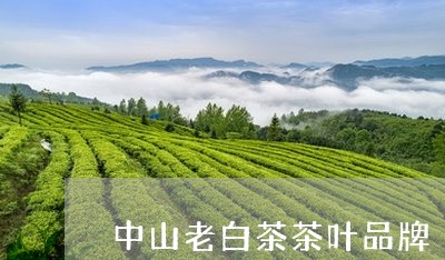 中山老白茶茶叶品牌/2023121680582