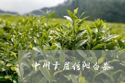 中州贡眉信阳白茶/2023090951604