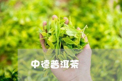 中德普洱茶/2023090546058