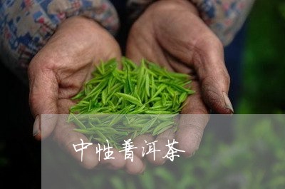 中性普洱茶/2023102560694