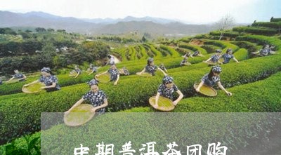 中期普洱茶团购/2023102646958