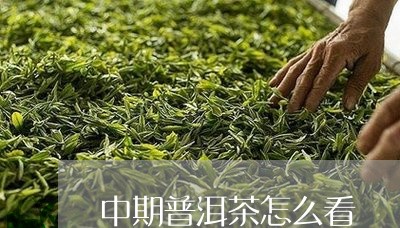 中期普洱茶怎么看/2023110548461