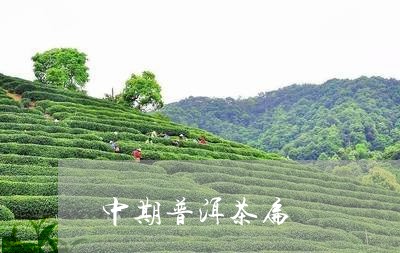 中期普洱茶扁/2023042727861