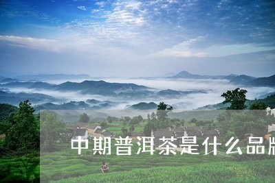 中期普洱茶是什么品牌/2023100544825