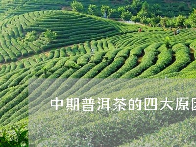 中期普洱茶的四大原因/2023092677158