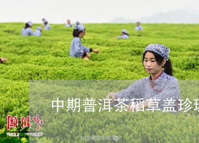 中期普洱茶稻草盖珍珠/2023080169370