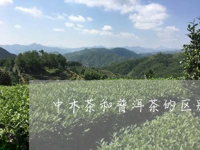 中木茶和普洱茶的区别/2023062311695