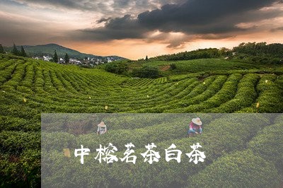 中榕茗茶白茶/2023051229593