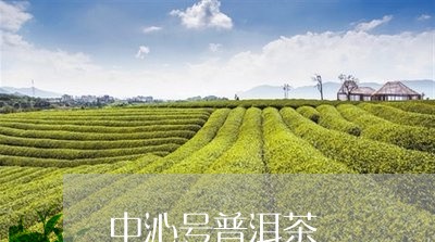 中沁号普洱茶/2023090639260