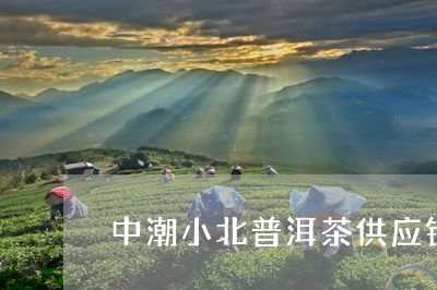 中潮小北普洱茶供应链/2023092519603