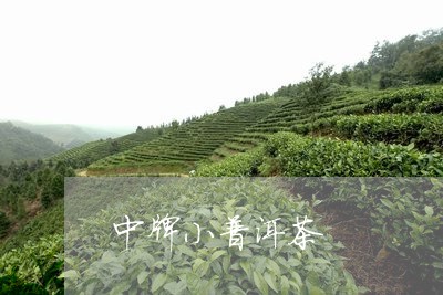 中牌小普洱茶/2023102537282