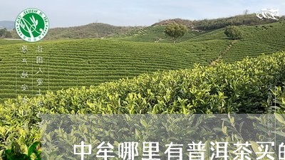 中牟哪里有普洱茶买的/2023101705148