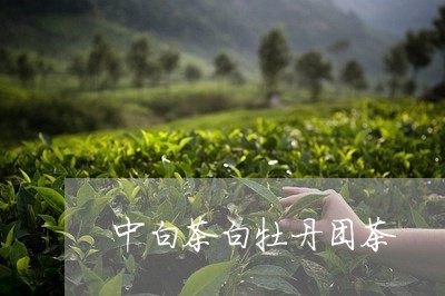 中白茶白牡丹团茶/2023061441603