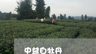 中益白牡丹/2023082753948