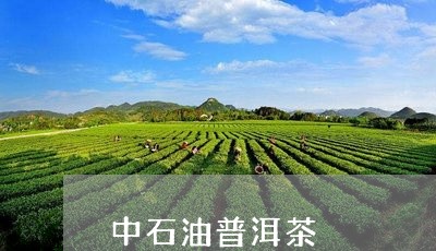 中石油普洱茶/2023042711413