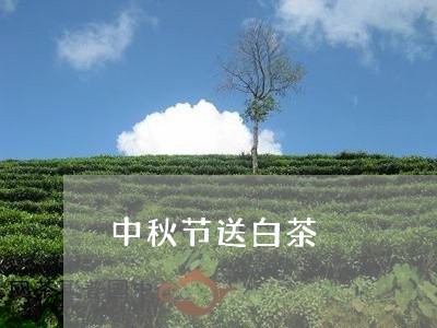 中秋节送白茶/2023051260505