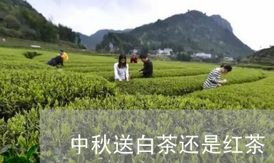 中秋送白茶还是红茶/2023071436258