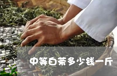 中等白茶多少钱一斤/2023121527262