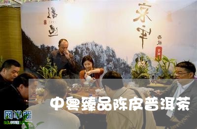 中粤臻品陈皮普洱茶/2023071105239