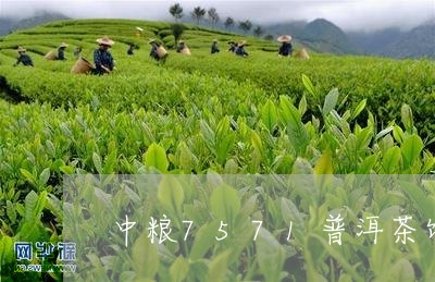 中粮7571普洱茶饼价格/2023110415069