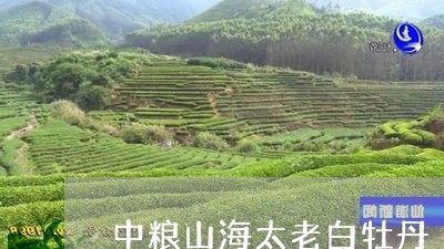 中粮山海太老白牡丹/2023120580405