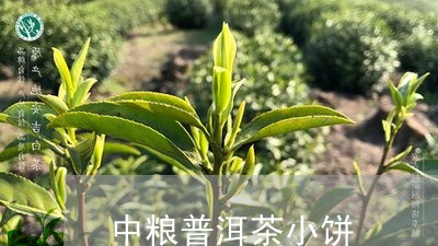 中粮普洱茶小饼/2023110926251