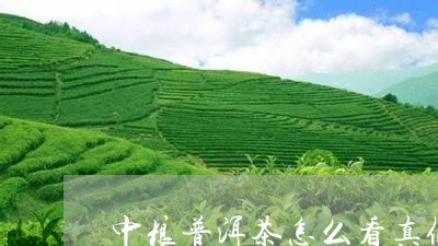 中粮普洱茶怎么看真假/2023061649583