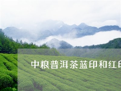 中粮普洱茶蓝印和红印/2023061646360