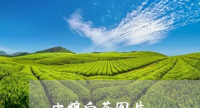 中粮白茶图片/2023051250604