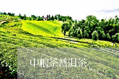 中粮茶普洱茶/2023042837915