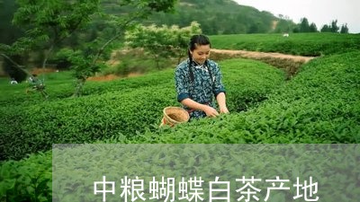 中粮蝴蝶白茶产地/2023061497604