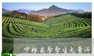 中粮高原原生态普洱茶/2023092884149