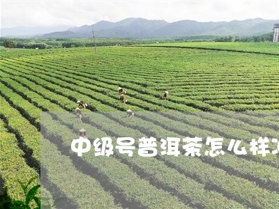 中级号普洱茶怎么样冲泡/2023050511727