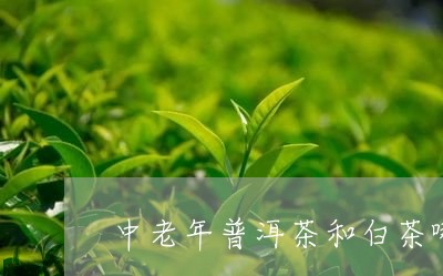 中老年普洱茶和白茶哪个好喝/2023102573714