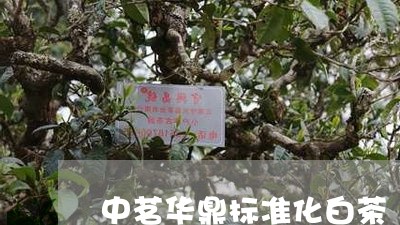 中茗华鼎标准化白茶/2023071462726