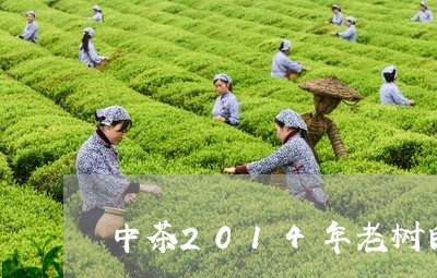 中茶2014年老树白茶/2023082682825