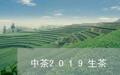 中茶2019生茶/2023061194149