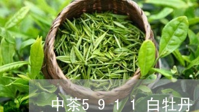 中茶5911白牡丹/2023091475168