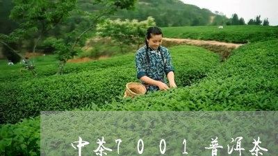 中茶7001普洱茶/2023070914960