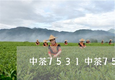 中茶7531中茶7571喝着苦/2023060224925